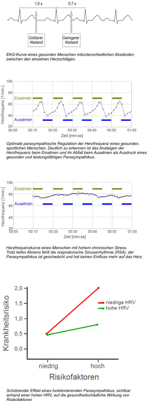 EKG-Kurve eines gesunden Menschen mitunterschiedlichen Abständen  zwischen den einzelnen Herzschlägen.  Optimale parasympathische Regulation der Herzfrequenz eines gesunden,  sportlichen Menschen. Deutlich zu erkennen ist das Ansteigen der  Herzfrequenz beim Einatmen und ihr Abfall beim Ausatmen als Ausdruck eines  gesunden und leistungsfähigen Parasympathikus.  Herzfrequenzkurve eines Menschen mit hohem chronischen Stress.  Trotz tiefen Atmens fehlt die respiratorische Sinusarrhythmie (RSA), der  Parasympathikus ist geschwächt und hat keinen Einfluss mehr auf das Herz. Schützender Effekt eines funktionierenden Parasympathikus, sichtbar  anhand einer hohen HRV, auf die gesundheitschädliche Wirkung von  Risikofaktoren